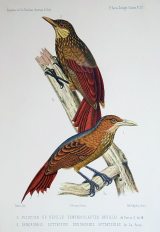 作者：Francis de CASTELNAU 名稱：砍林鳥科（Dendrocolaptidae）。 署名：Francis de CASTELNAU。 技法：石版，手繪上彩。 年代：1850-1859。 尺寸：31,5 x 22,5 cm。(D-Birds-12)