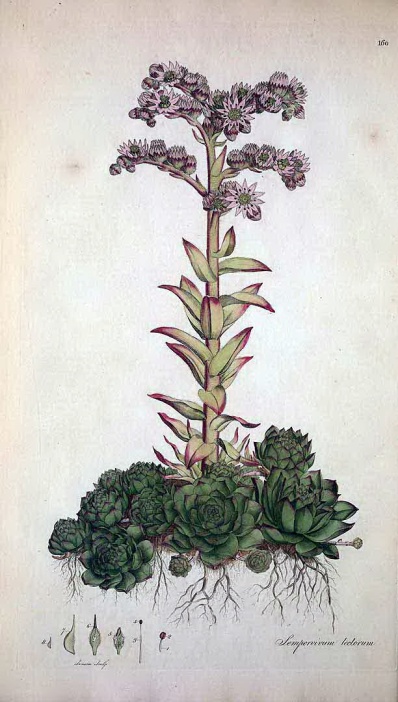 淩櫻（Sempervivum tectorum）