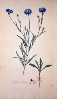 矢車菊（Centaurea cyanus）